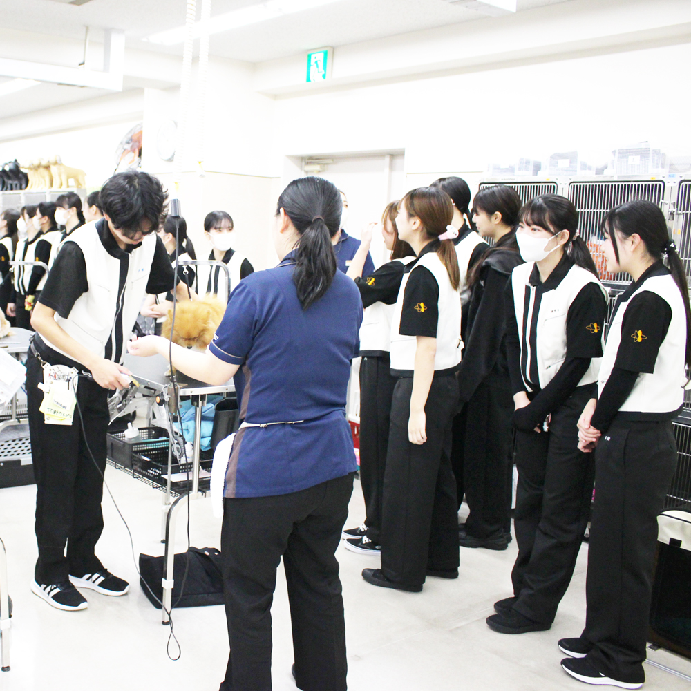 １年生の生徒が２年生のトリミングを見学♪